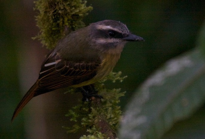 Flycatcher, Golden-crowned a