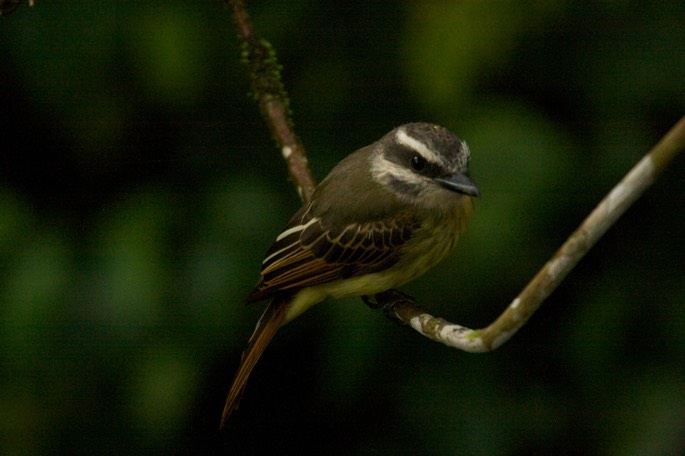 Flycatcher, Golden crowned b