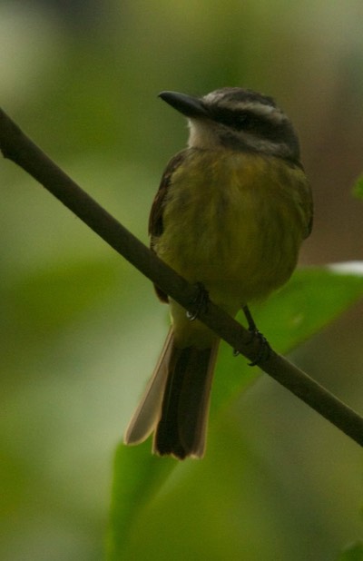 Flycatcher, Golden crowned c