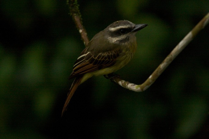 Flycatcher, Golden crowned d