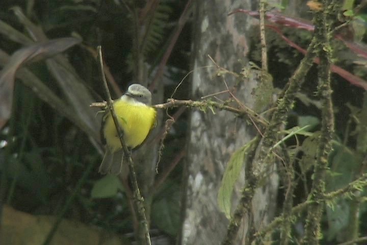 Flycatcher, Gray-capped 1