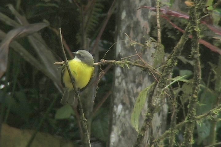 Flycatcher, Gray-capped 2