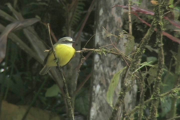 Flycatcher, Gray-capped 3