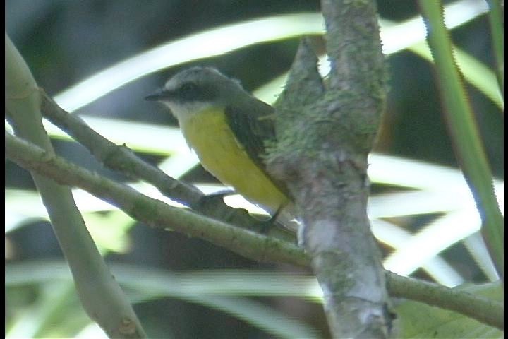 Flycatcher, Gray-capped