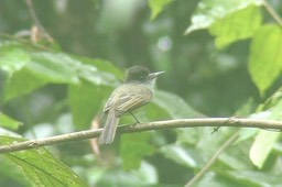 Flycatcher, Great-crested 1