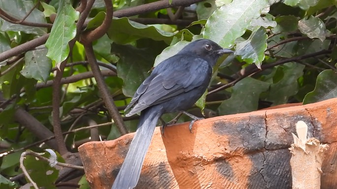 Flycatcher, Northern Black 2