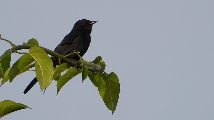 Flycatcher, Northern Black 3