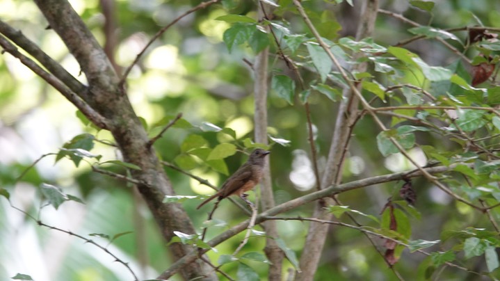 Flycatcher, Ochre-bellied - Mionectes oleagineus