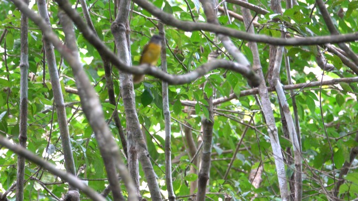 Flycatcher, Ochre-bellied (Belize 2021)