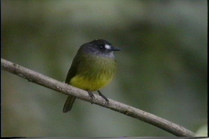 Flycatcher, Ornate