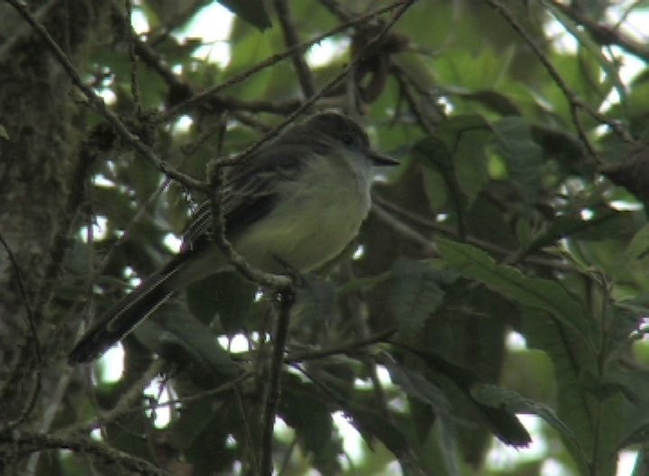 Flycatcher, Pale-edged 1