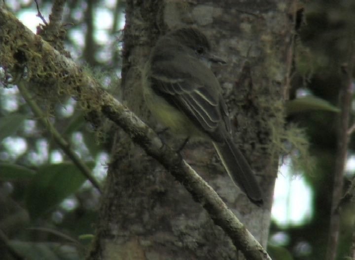 Flycatcher, Pale-edged 2