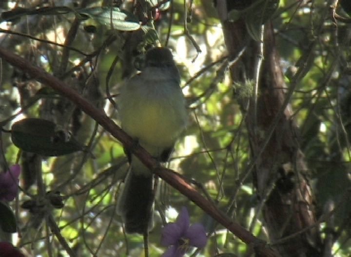 Flycatcher, Pale-edged 3