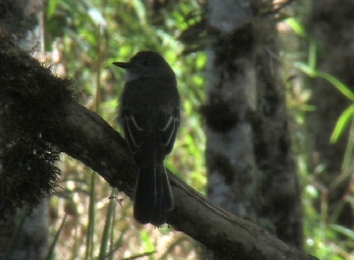 Flycatcher, Pale-edged 4