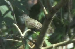 Flycatcher, Panama 1