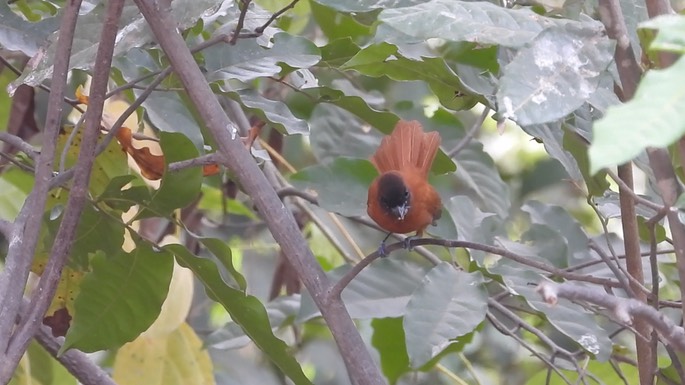 Flycatcher, Red-bellied Paradise 3