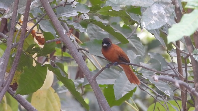 Flycatcher, Red-bellied Paradise 2