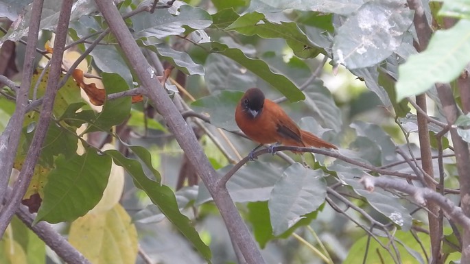 Flycatcher, Red-bellied Paradise 4