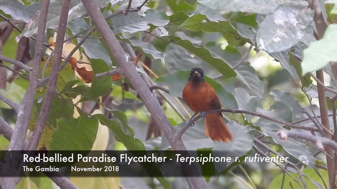 Flycatcher, Red-bellied Paradise 1