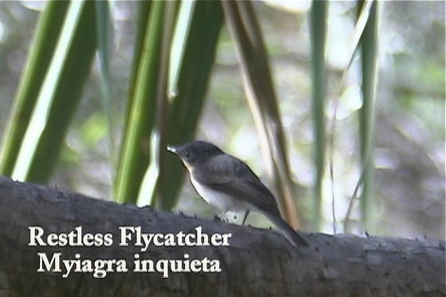 Flycatcher, Restless 1