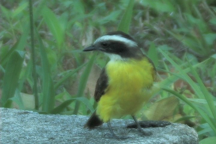 Flycatcher, Rusty-margined 1