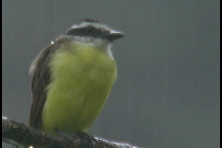 Flycatcher, Rusty-margined