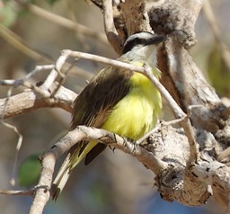 Flycatcher, Rusty-margined a