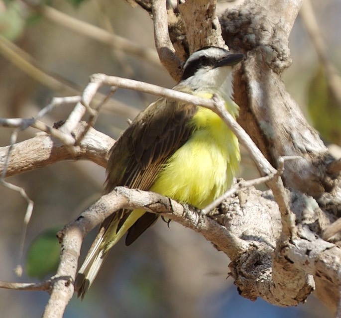 Flycatcher, Rusty-margined a