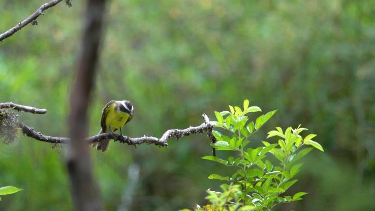 Flycatcher, Rusty-margined (Cerro Montezuma, Colombia) 2