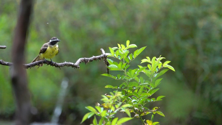 Flycatcher, Rusty-margined (Cerro Montezuma, Colombia) 3