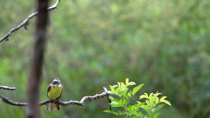 Flycatcher, Rusty-margined (Cerro Montezuma, Colombia) 1