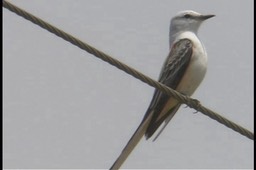 Flycatcher, Scissor-tailed 21