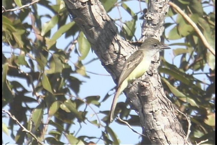 Flycatcher, Short-crested