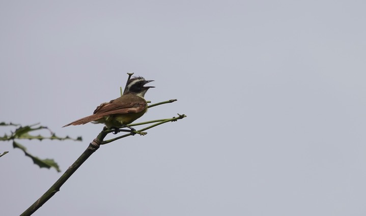 Flycatcher, Social - Lamanai