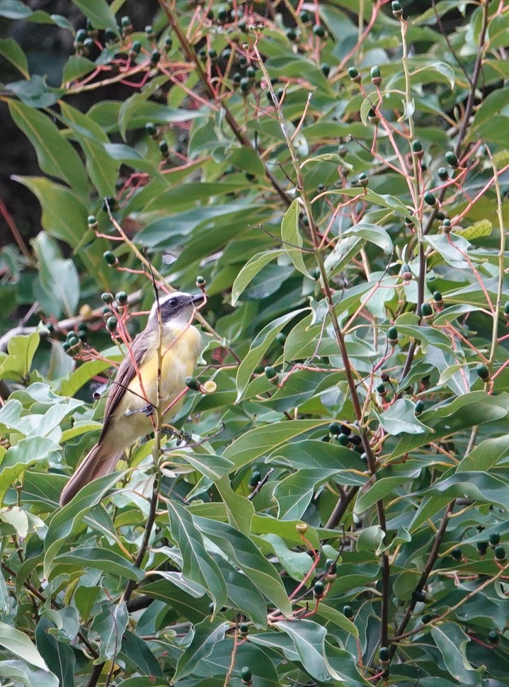 Flycatcher, Social   Myiozetetes similis2