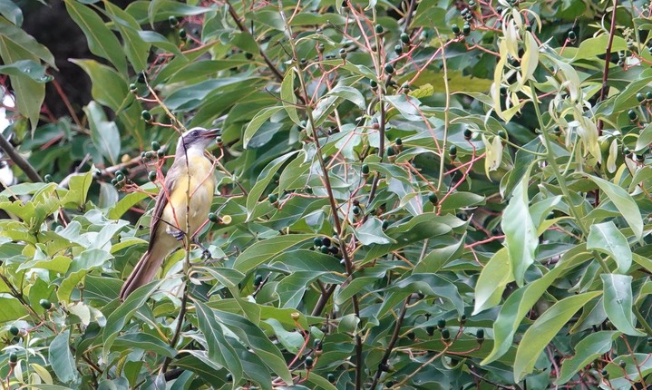 Flycatcher, Social   Myiozetetes similis4