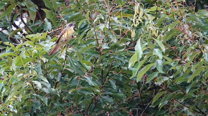 Flycatcher, Social   Myiozetetes similis