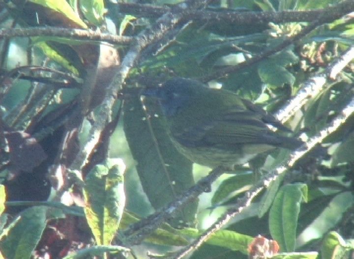 Flycatcher, Streak-necked