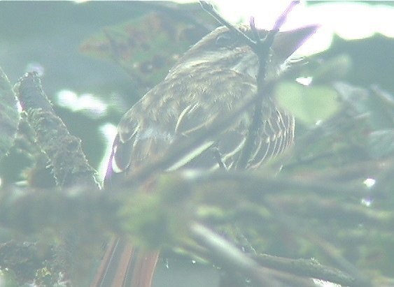 Flycatcher, Streaked 3