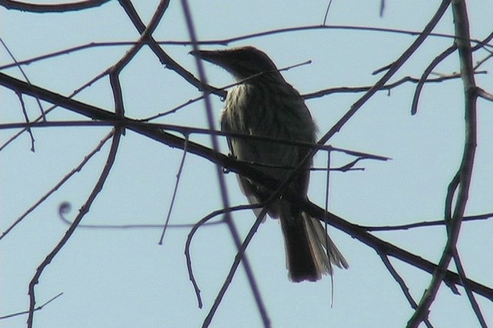 Flycatcher, Streaked1