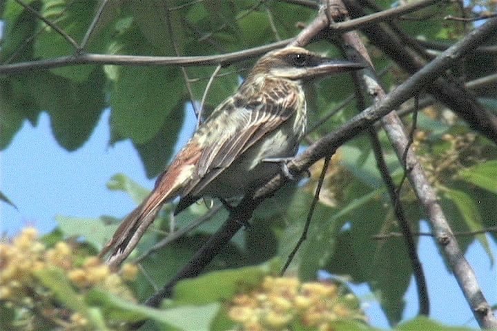 Flycatcher, Streaked2