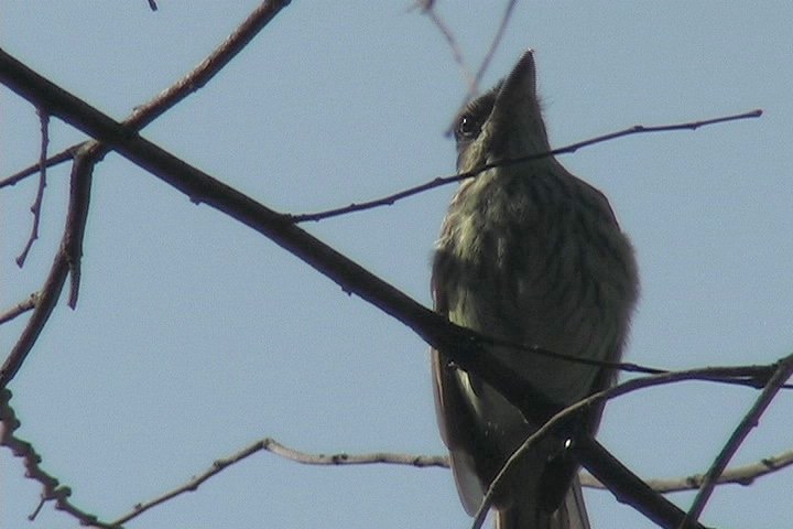 Flycatcher, Streaked3