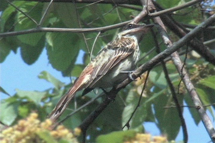 Flycatcher, Streaked4