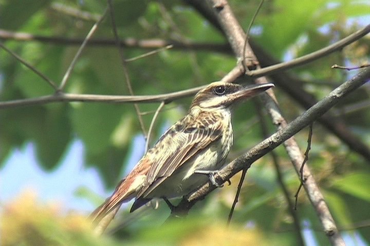 Flycatcher, Streaked5