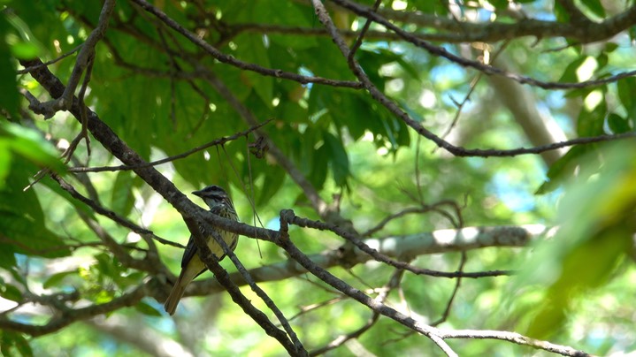 Flycatcher, Sulphur-bellied (Belize 2021) a