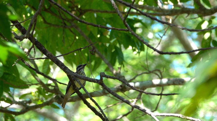 Flycatcher, Sulphur-bellied (Belize 2021) b