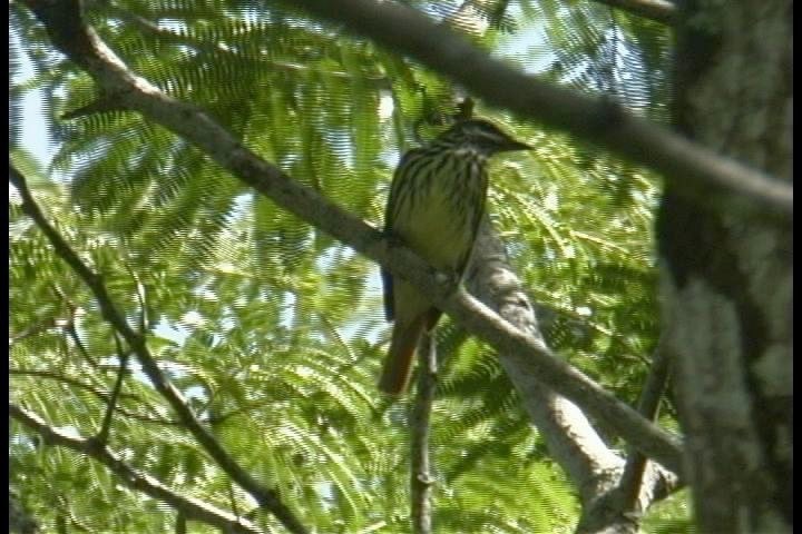 Flycatcher, Sulphur-bellied