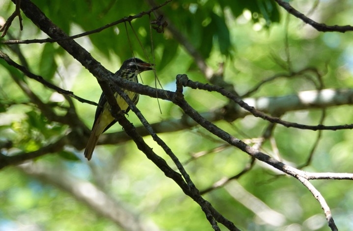 Flycatcher, Suphur bellied