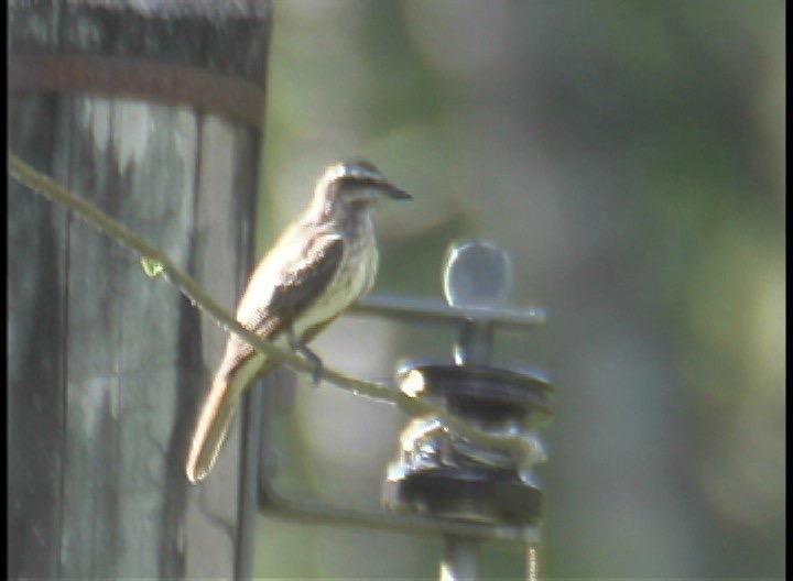 Flycatcher, Variegated