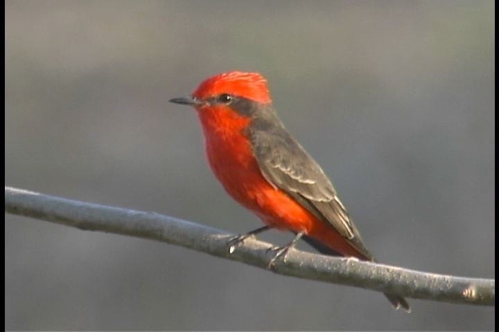 Flycatcher, Vermillion-1